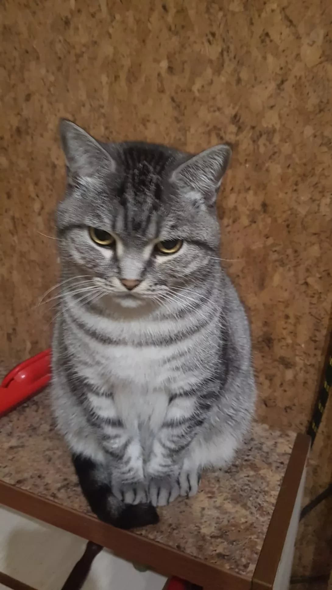 Kisa. (Кіса.), female senior Mixed Breed for adoption at Happy Paw Zaporizhzhia