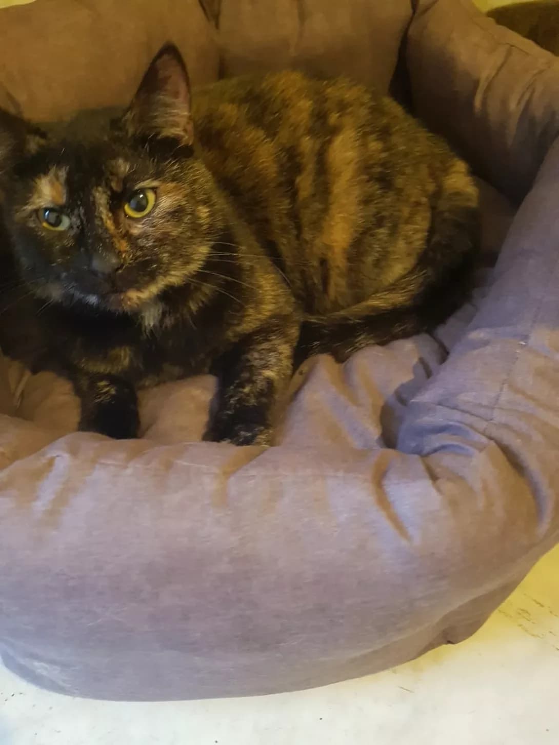 Asya (Ася), female 5yo Mixed Breed for adoption at Happy Paw Zaporizhzhia