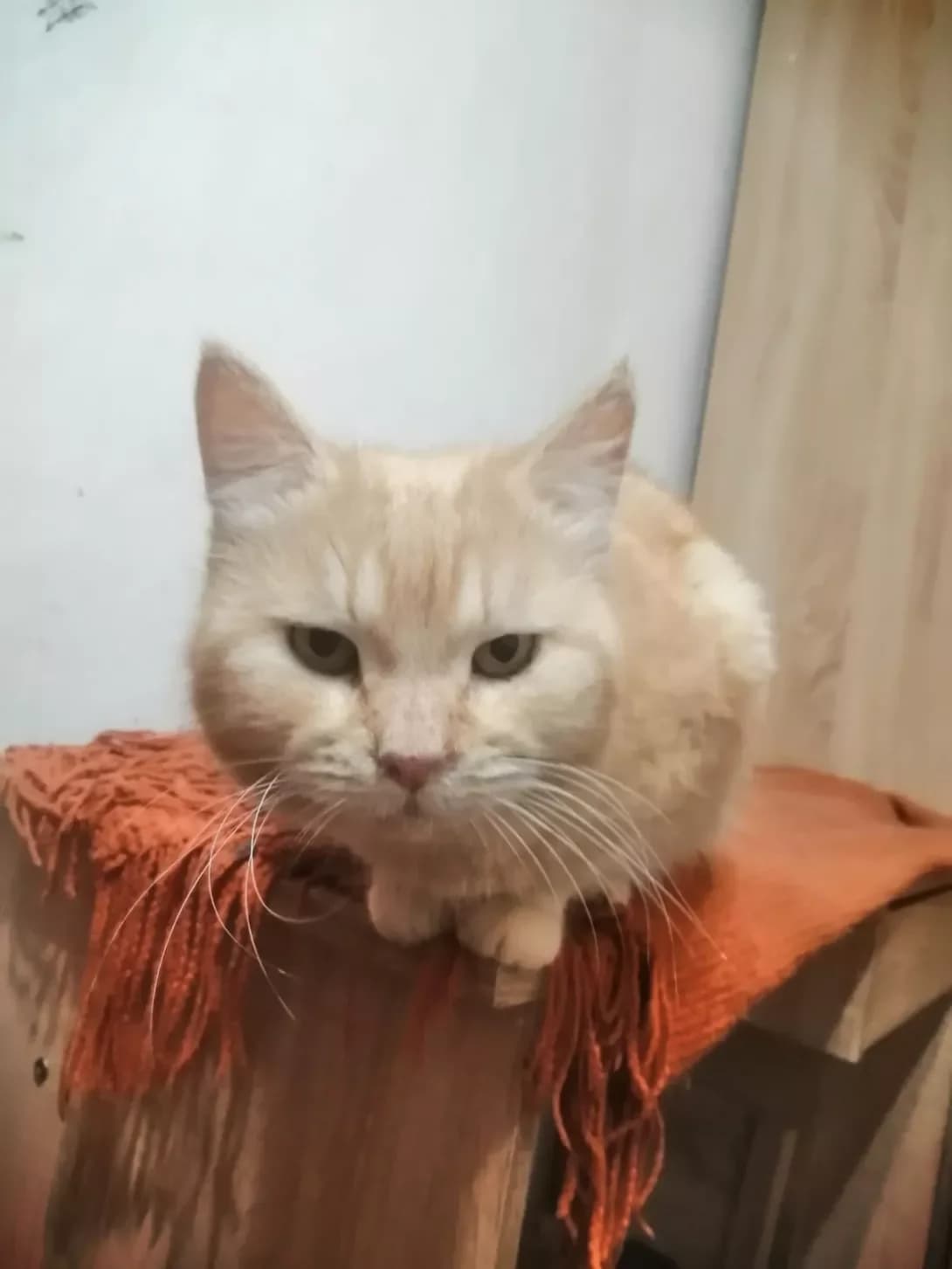 Lyutsifer (Люцифер), male 7yo Mixed Breed for adoption at Happy Paw Zaporizhzhia