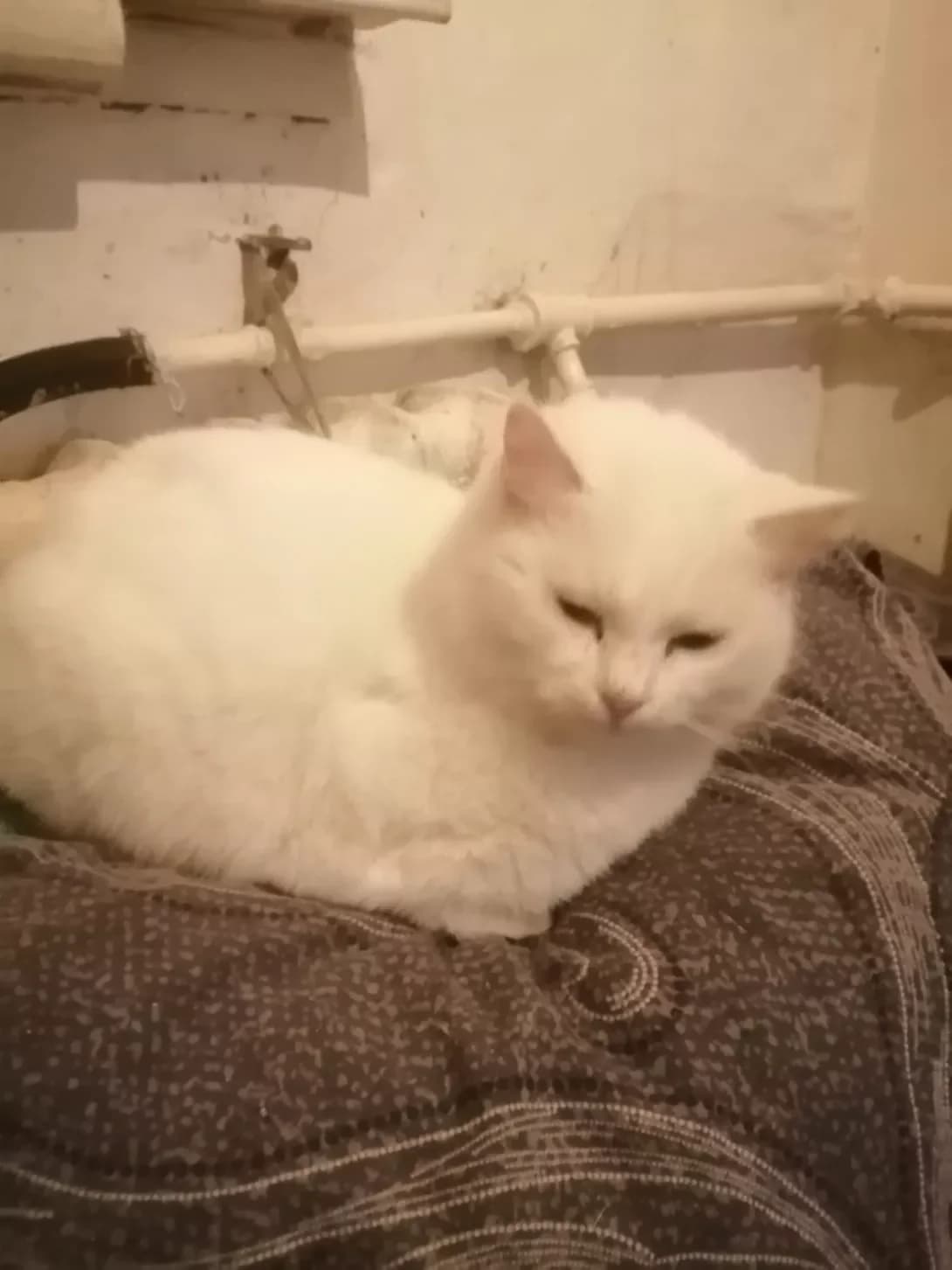 Snizhana (Сніжана), female 7yo Mixed Breed for adoption at Happy Paw Zaporizhzhia