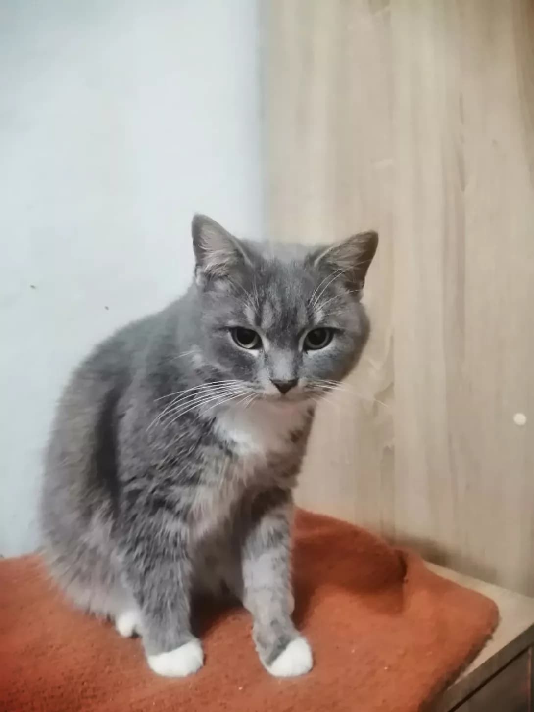 Barbaris (Барбарис), male 3yo Mixed Breed for adoption at Happy Paw Zaporizhzhia