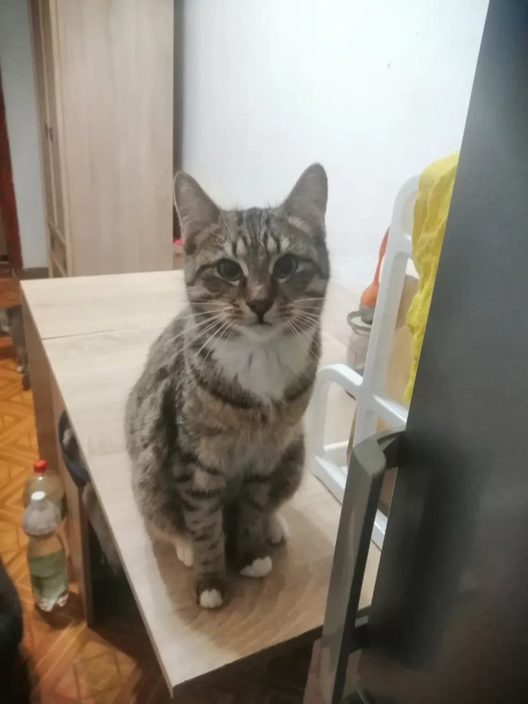 Pashtet (Паштет), male young Mixed Breed for adoption at Happy Paw Zaporizhzhia