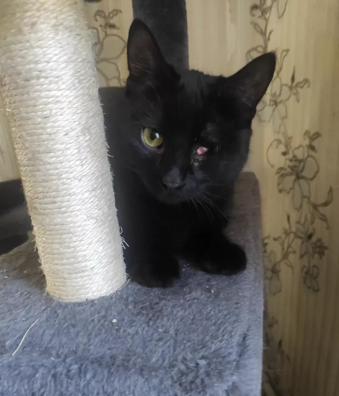 Marik (Марік), male 3yo Mixed Breed for adoption at Happy Paw Zaporizhzhia