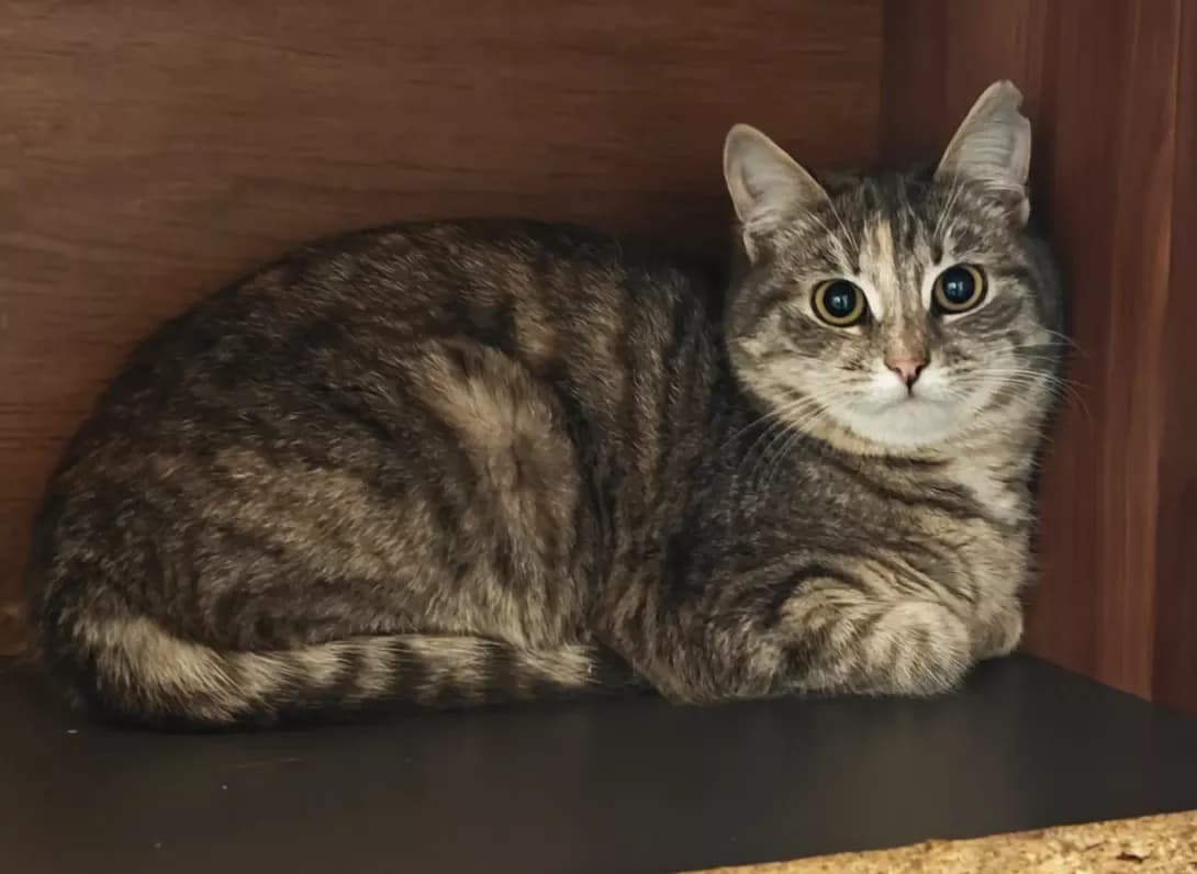 Kitti (Кітті), Mixed Breed (Happy Paw Kyiv)