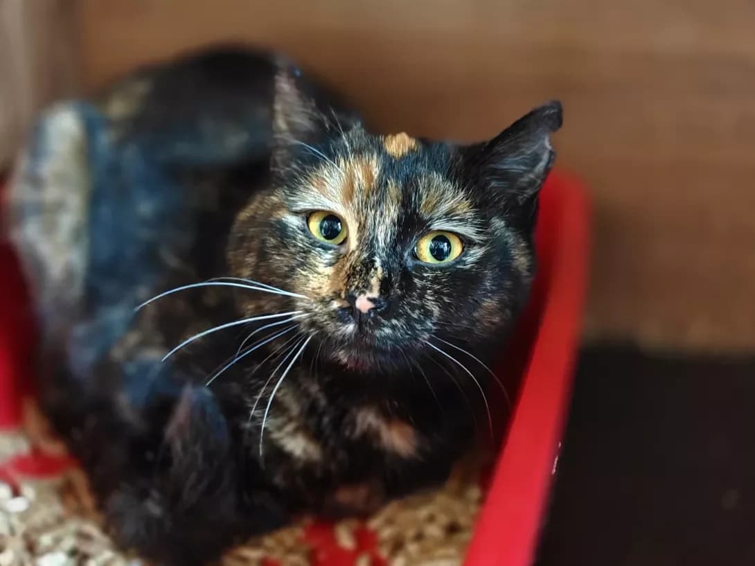 Cheri (Чері), Mixed Breed (Happy Paw Kyiv)