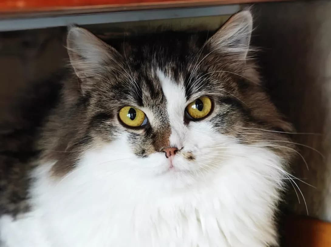 Marsel (Марсель), Mixed Breed (Happy Paw Kyiv)
