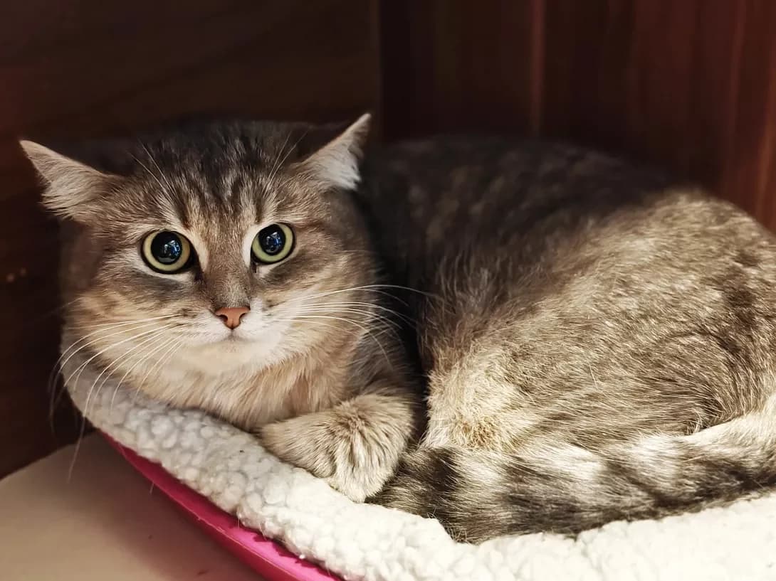 Ketti (Кетті), Mixed Breed (Happy Paw Kyiv)