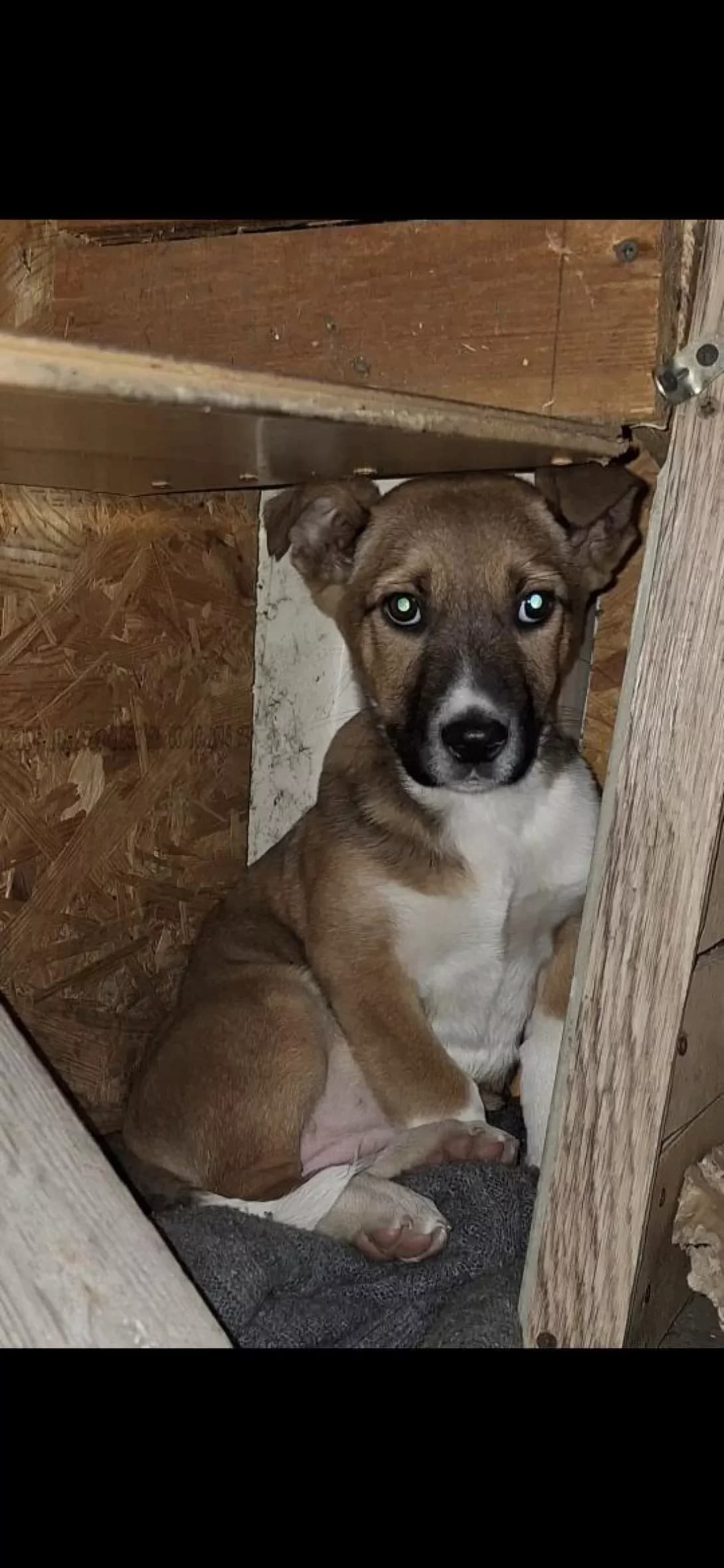 Zhuzha (Жужа), female young Mixed Breed for adoption at Happy Paw Dnipro