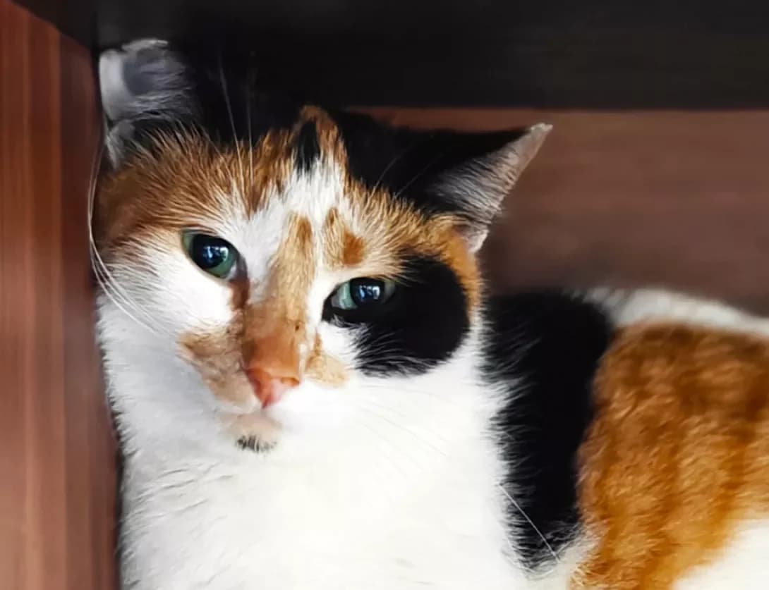 Triksi (Тріксі), Mixed Breed (Happy Paw Kyiv)