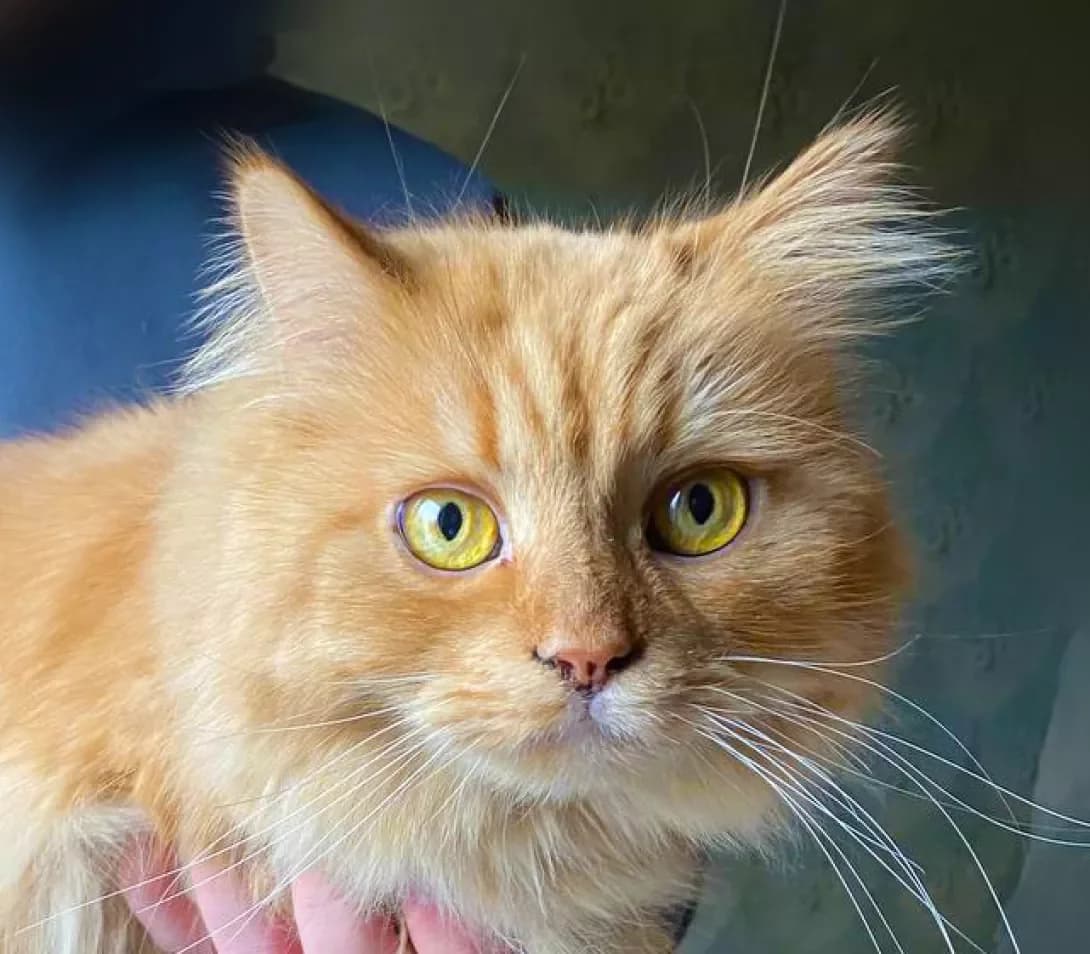 Maksyusha (Максюша), Mixed Breed (Happy Paw Kyiv)