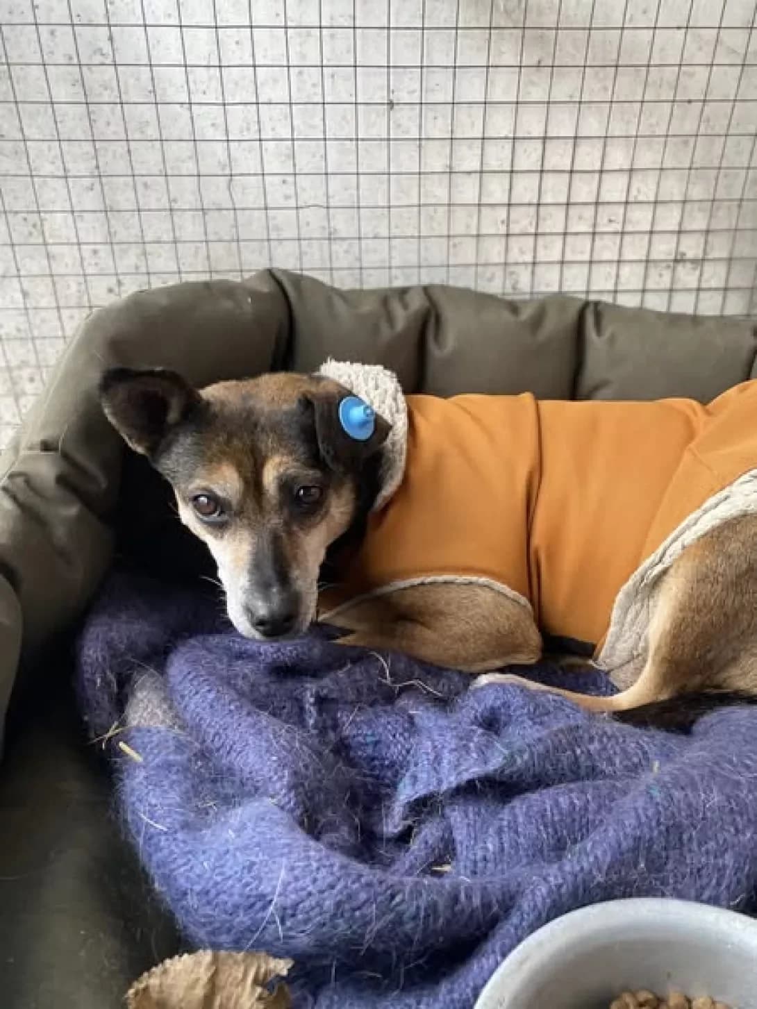Frau (Фрау), Mixed Breed (Happy Paw Kirovohrad)