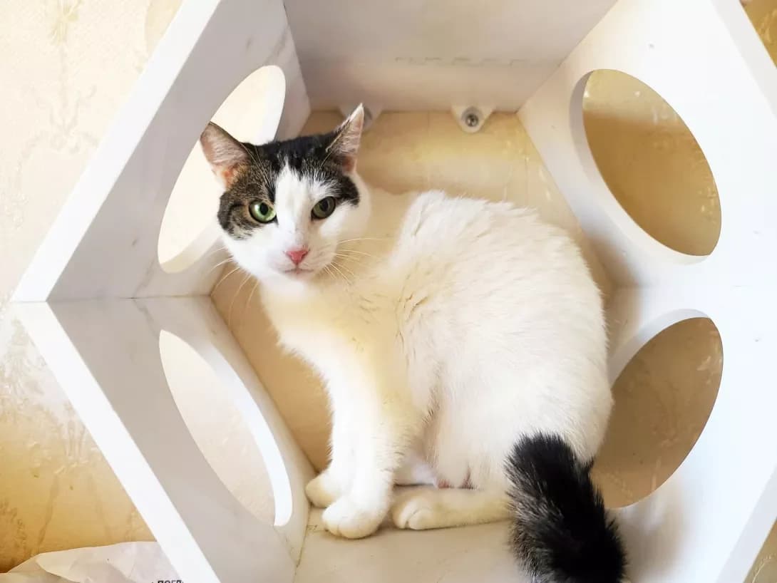 Monika (Моніка), Mixed Breed (Happy Paw Kyiv)