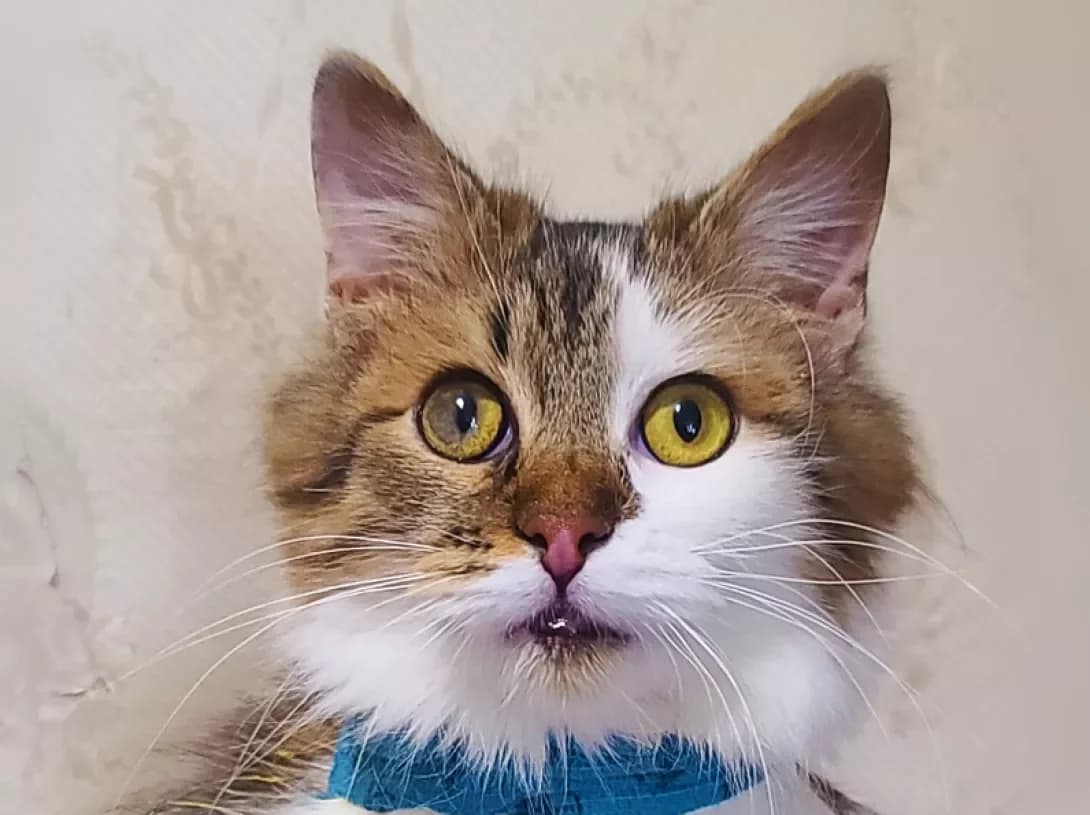 Oskar (Оскар), Mixed Breed (Happy Paw Kyiv)