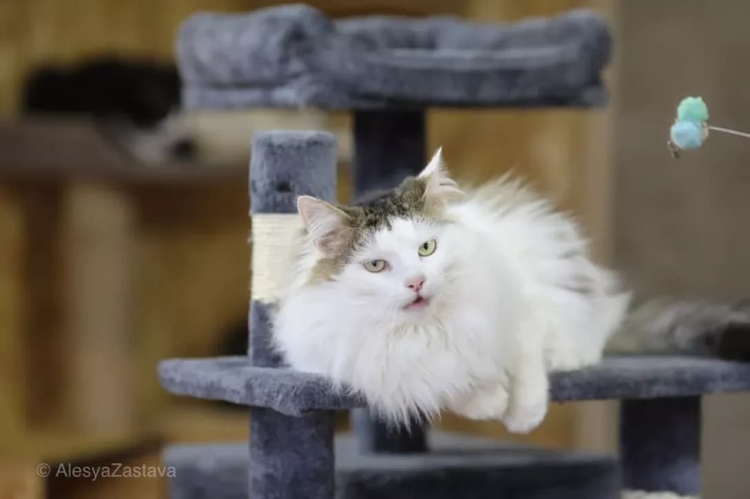 Maks (Макс), Mixed Breed (Happy Paw Kyiv)