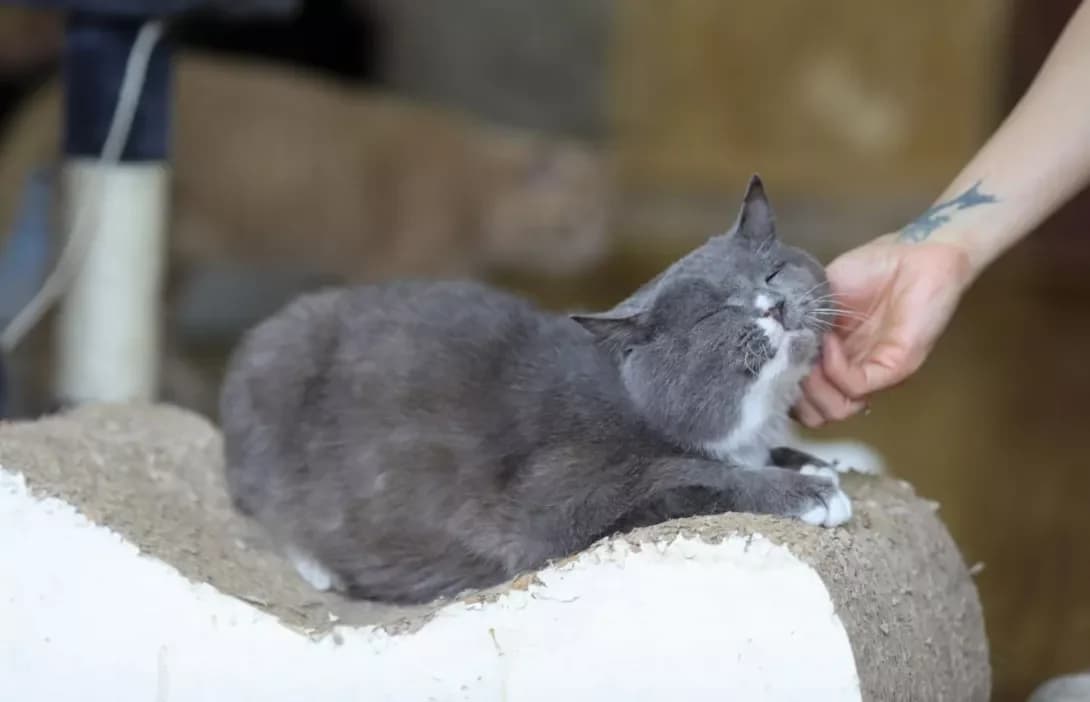 Kutuzov (Кутузов), Mixed Breed (Happy Paw Kyiv)