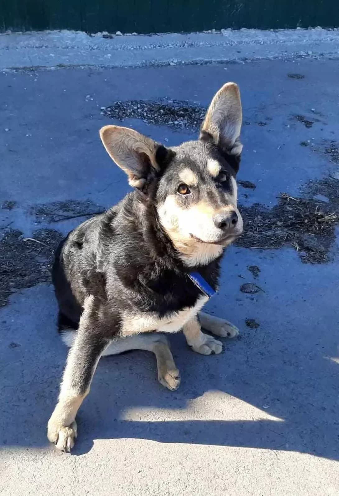 Slavko (Славко), male young Mixed Breed for adoption at Happy Paw Dnipro