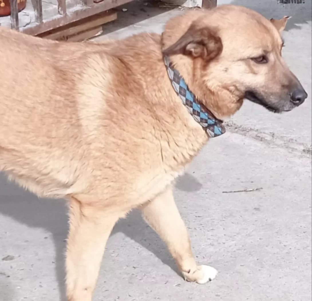 Liza (Ліза), female 4yo Mixed Breed for adoption at Happy Paw Dnipro