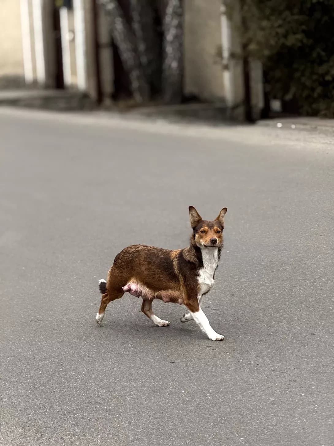 Miledi (Міледі), Mixed Breed (Happy Paw Kyiv Oblast)