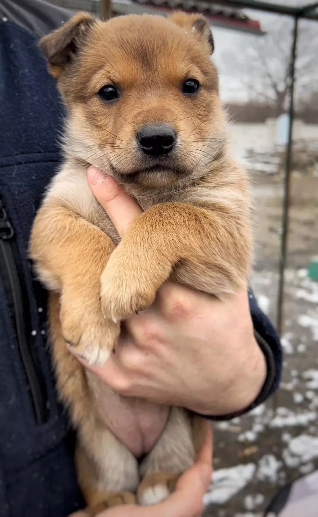 Bella (Белла), Mixed Breed (Happy Paw Kyiv Oblast)