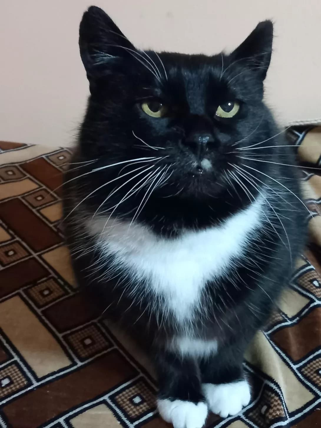 Kitsya (Киця), Mixed Breed (Happy Paw Kyiv)