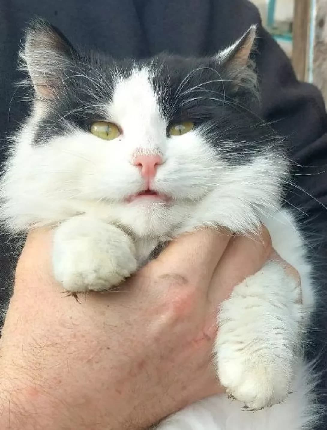 Marsik (Марсик), male young Mixed Breed for adoption at Happy Paw Cherkasy Oblast