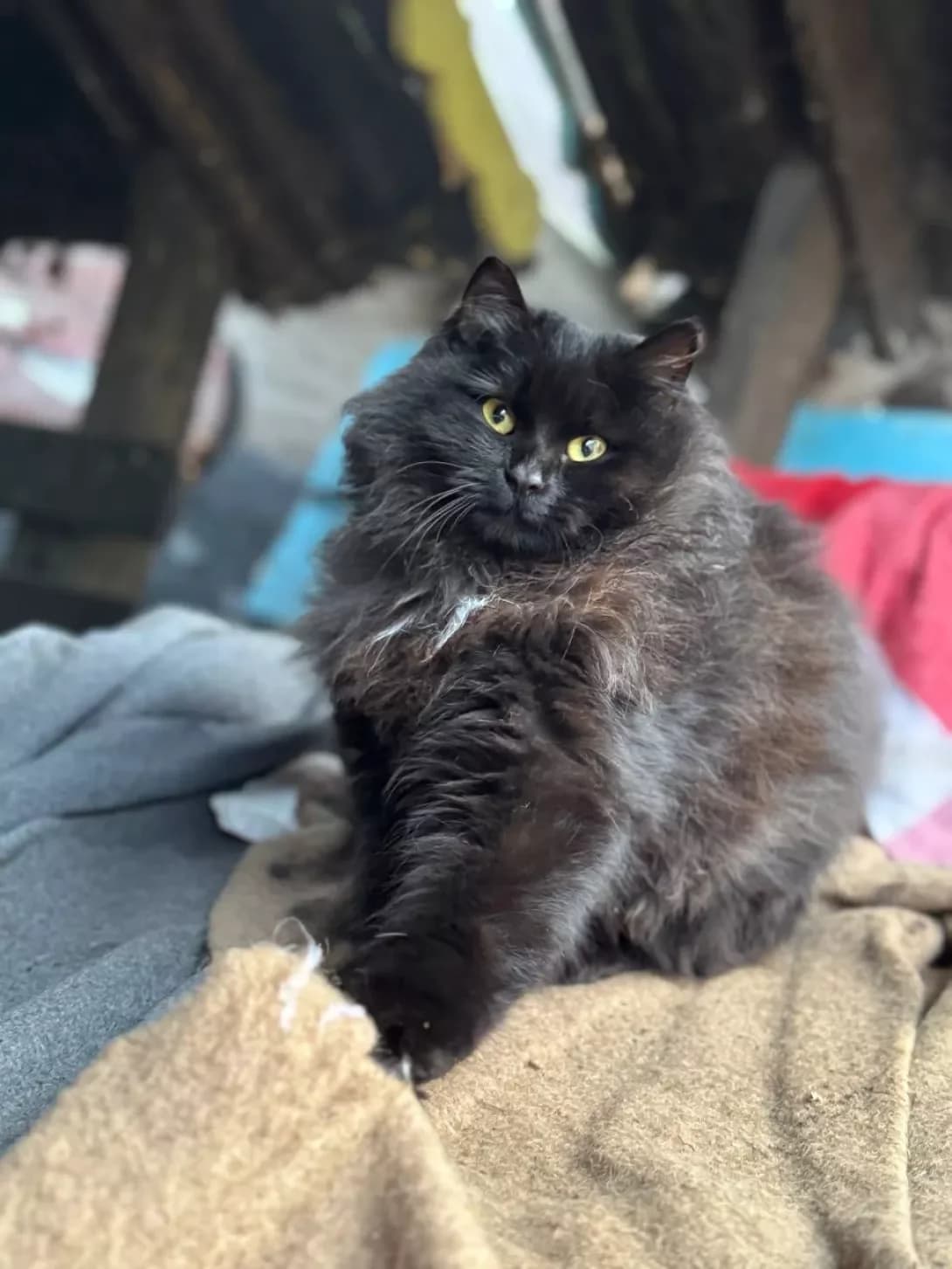 Sonya (Соня), female young Mixed Breed for adoption at Happy Paw Cherkasy Oblast