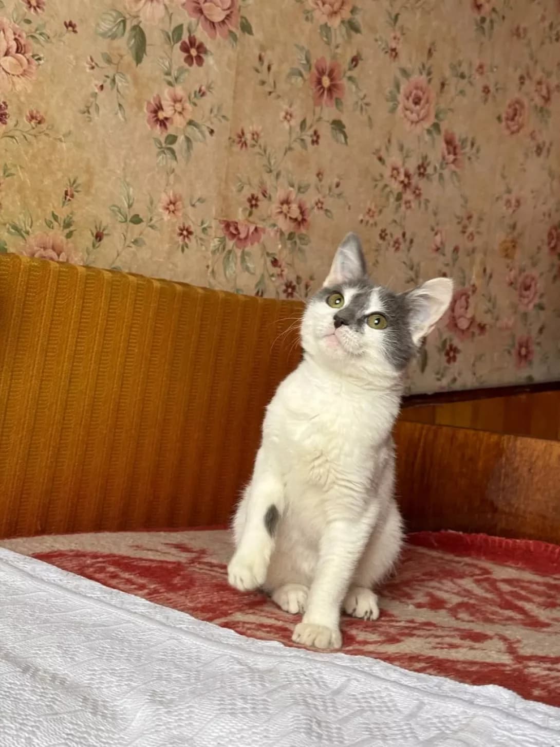 Lyutik (Лютик), male young Mixed Breed for adoption at Happy Paw Cherkasy Oblast