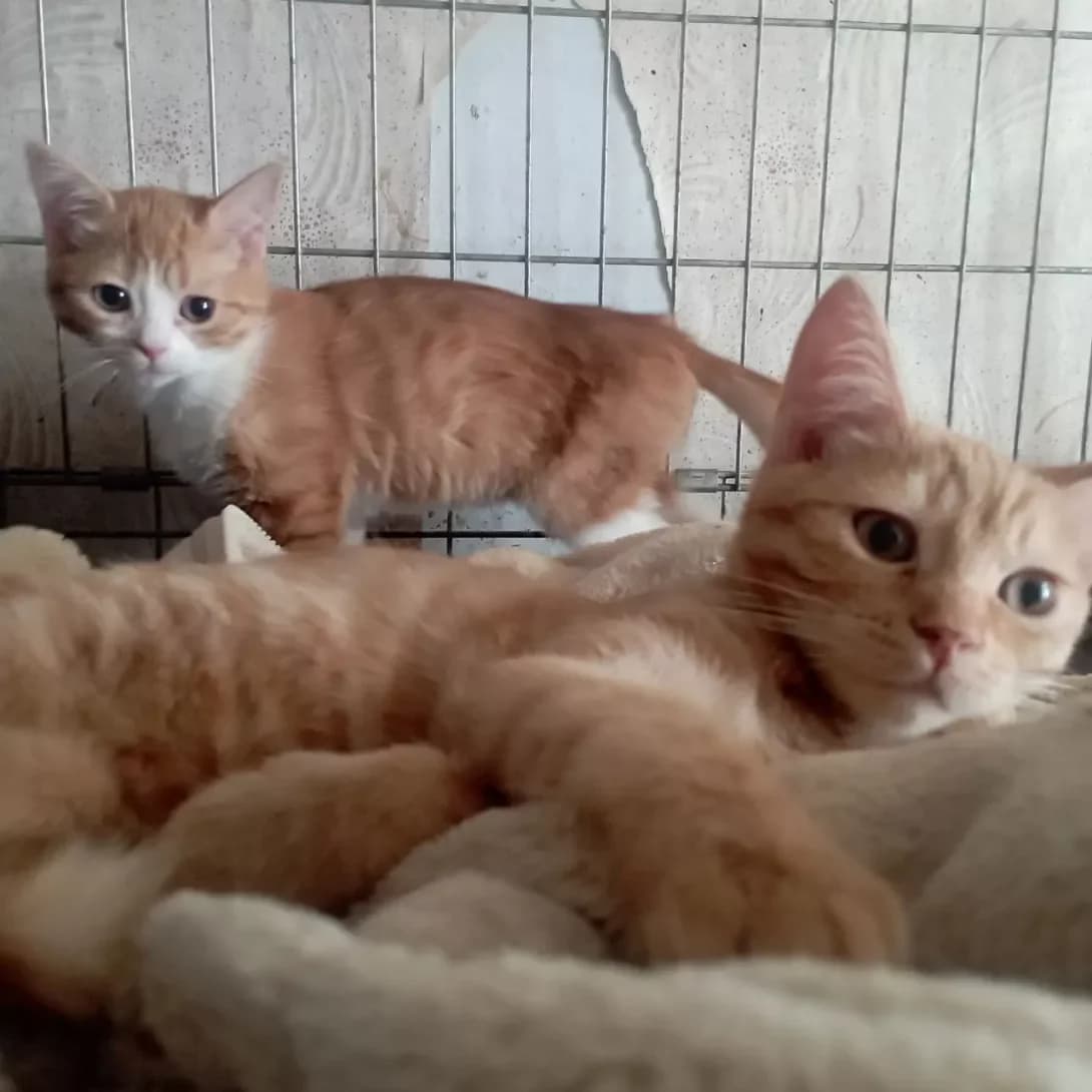 Sonya (Соня), female young Mixed Breed for adoption at Happy Paw Cherkasy Oblast