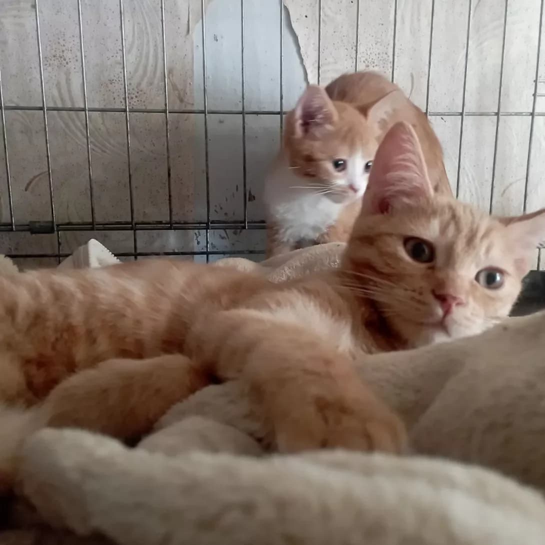 Abrikos (Абрикос), male young Mixed Breed for adoption at Happy Paw Cherkasy Oblast