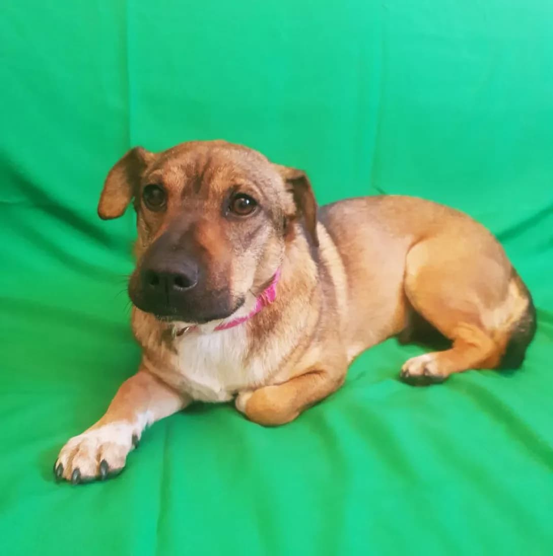 Gerda (Герда), Mixed Breed (Happy Paw Kyiv)