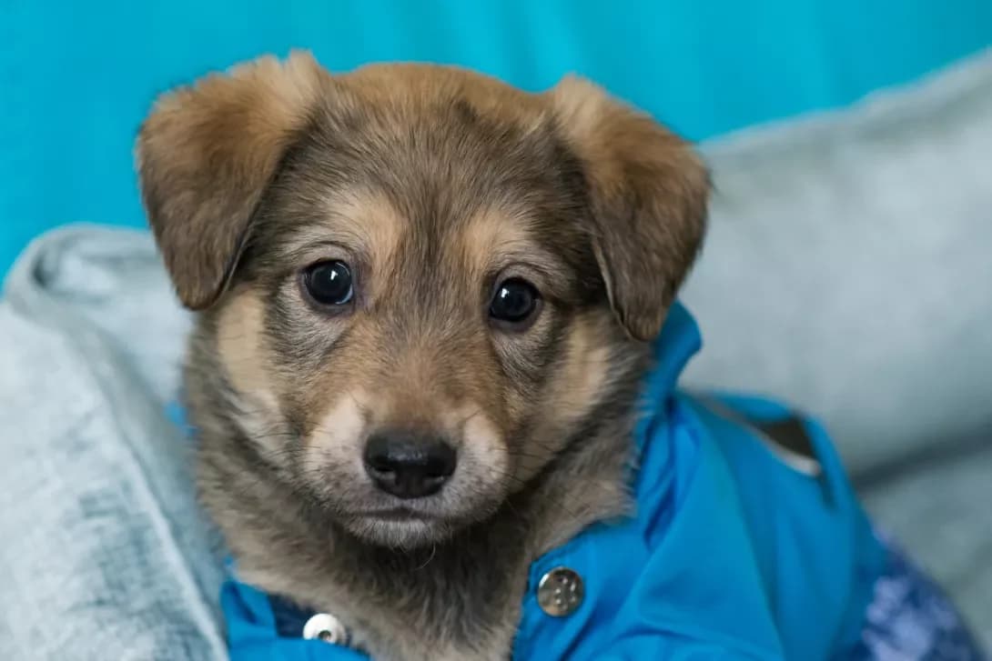 King (Кінг), Mixed Breed (Happy Paw Kyiv)