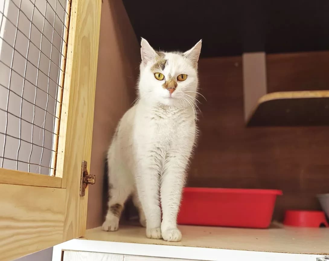 Layta (Лайта), Mixed Breed (Happy Paw Kyiv)