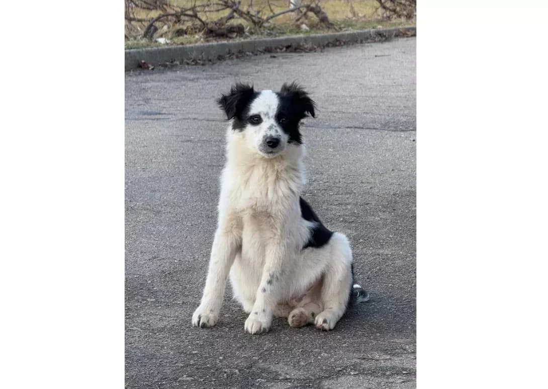 Tsutsenyata (Цуценята), Mixed Breed (Happy Paw Kyiv)