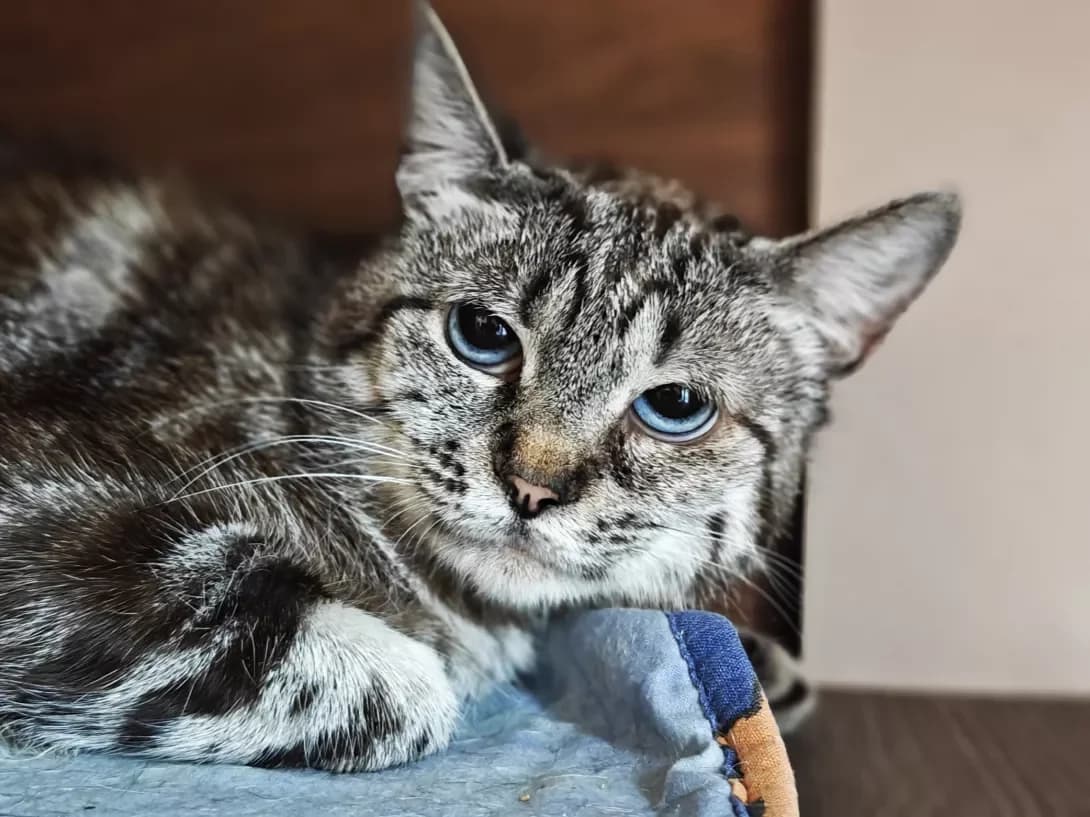 Altaya (Алтая), Mixed Breed (Happy Paw Kyiv)