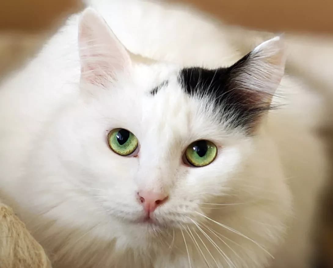 Asti (Асті), Mixed Breed (Happy Paw Kyiv)