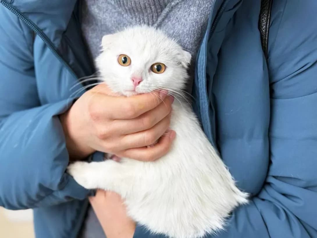 Vayt (Вайт), Mixed Breed (Happy Paw Kyiv)