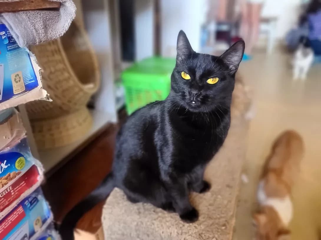 Nichka (Нічка), Mixed Breed (Happy Paw Kyiv)