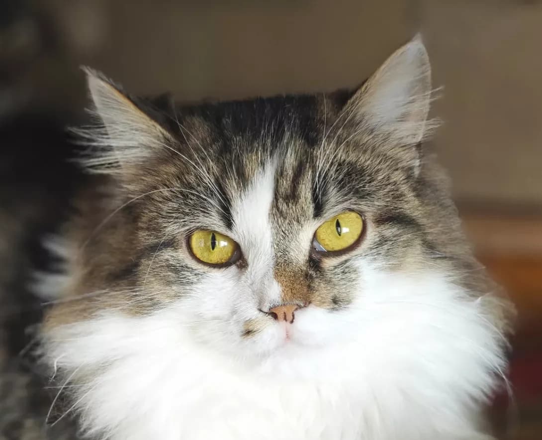 Markus (Маркус), Mixed Breed (Happy Paw Kyiv)