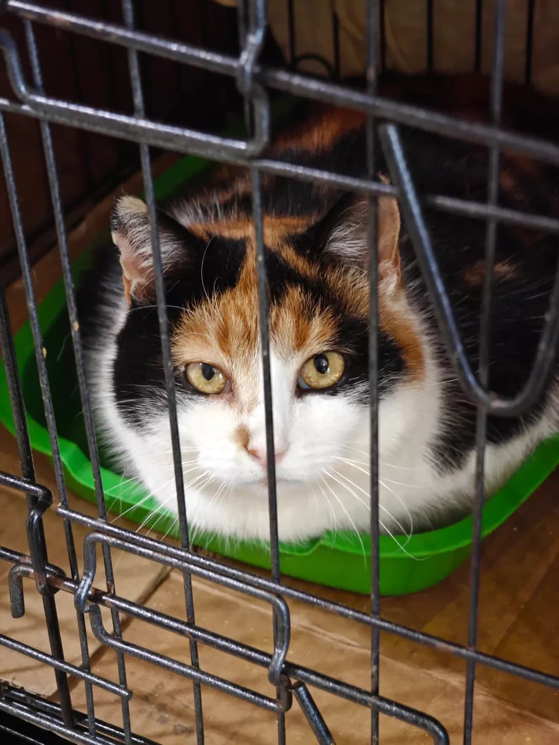 Mashka (Машка), Mixed Breed (Happy Paw Kyiv)