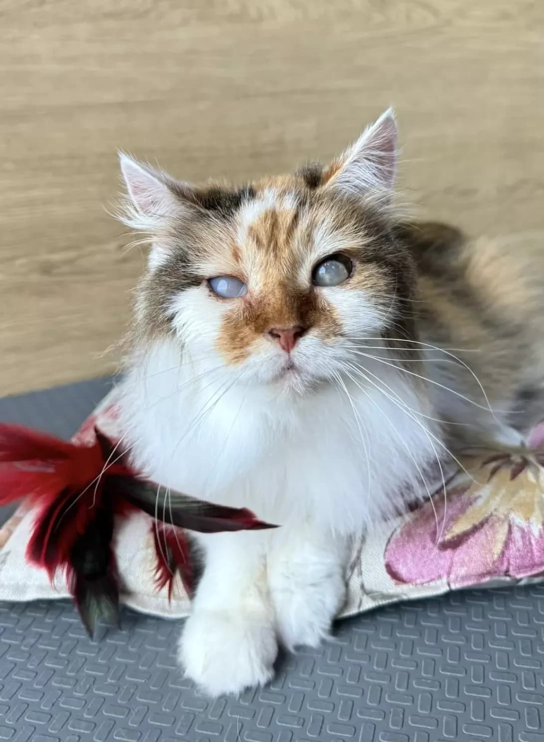 Alisa (Аліса), Mixed Breed (Happy Paw Kyiv)