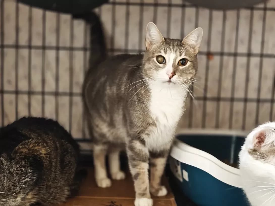 Grey (Грей), Mixed Breed (Happy Paw Kyiv)