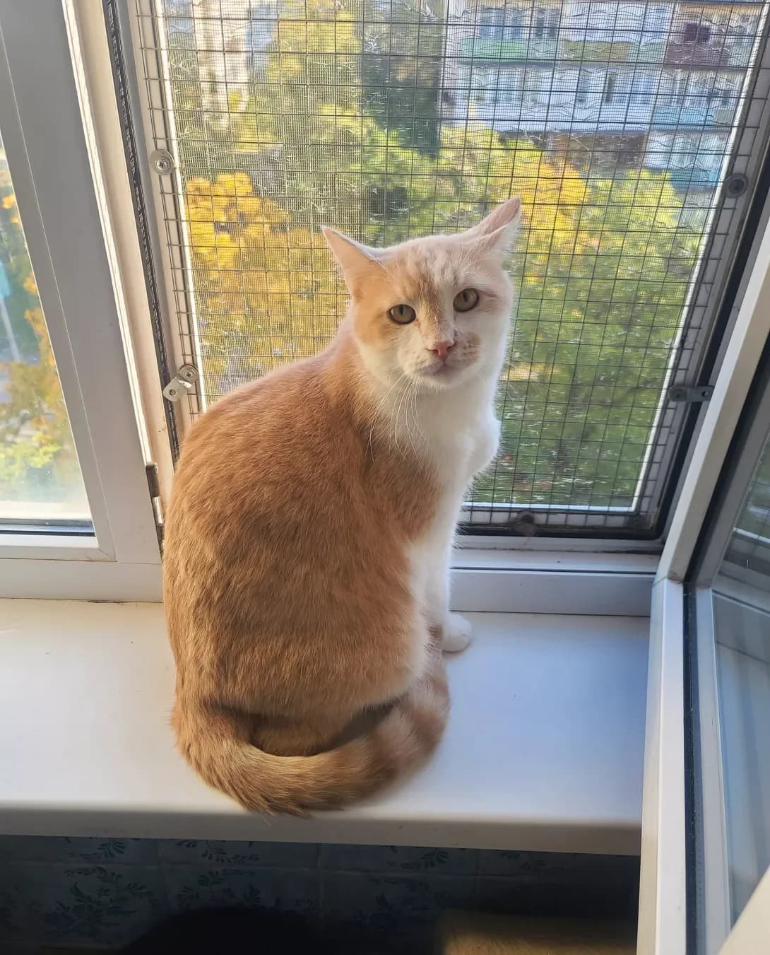 Persik (Персик), Mixed Breed (Happy Paw Kyiv)