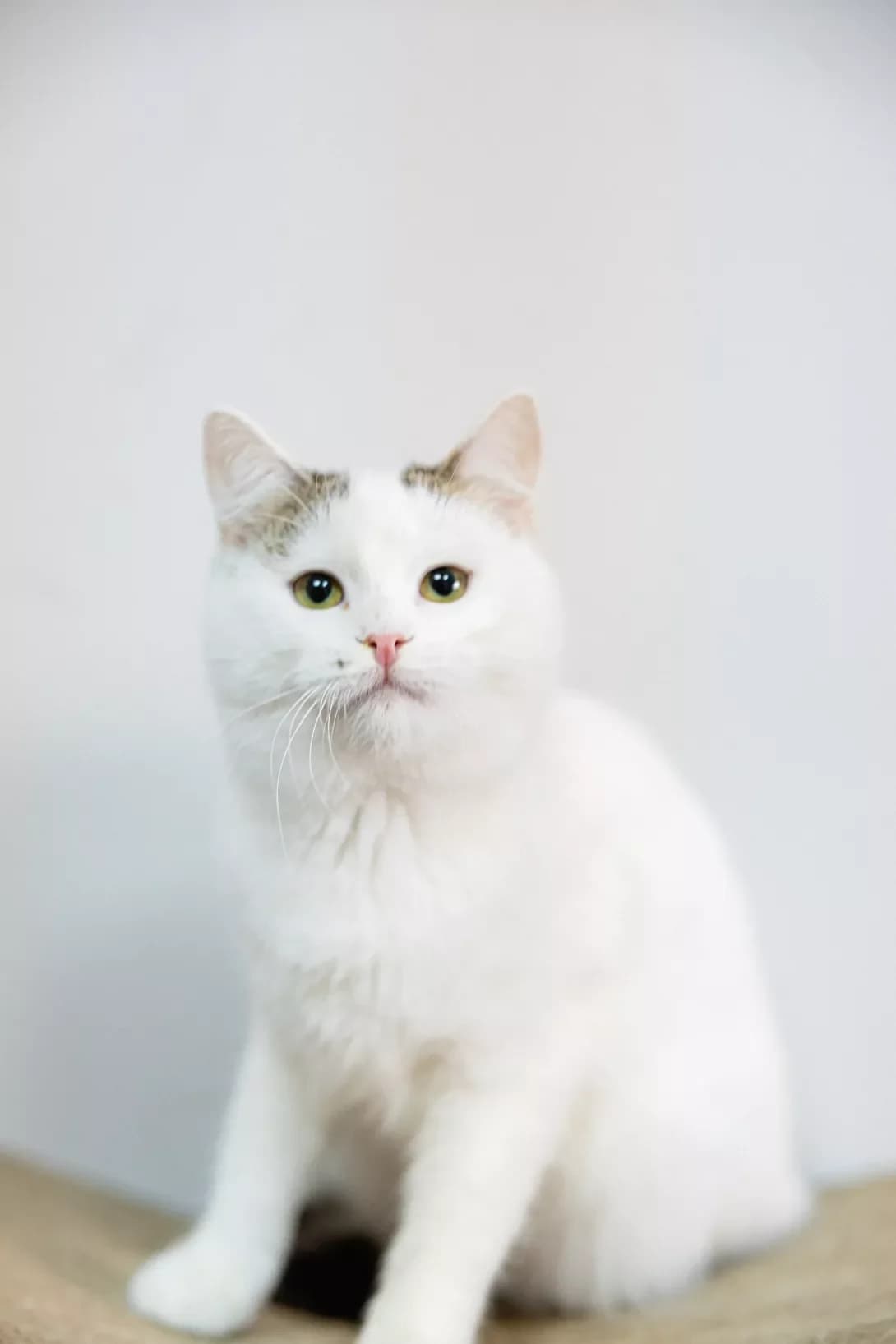 Roksi (Роксі), Mixed Breed (Happy Paw Kyiv)