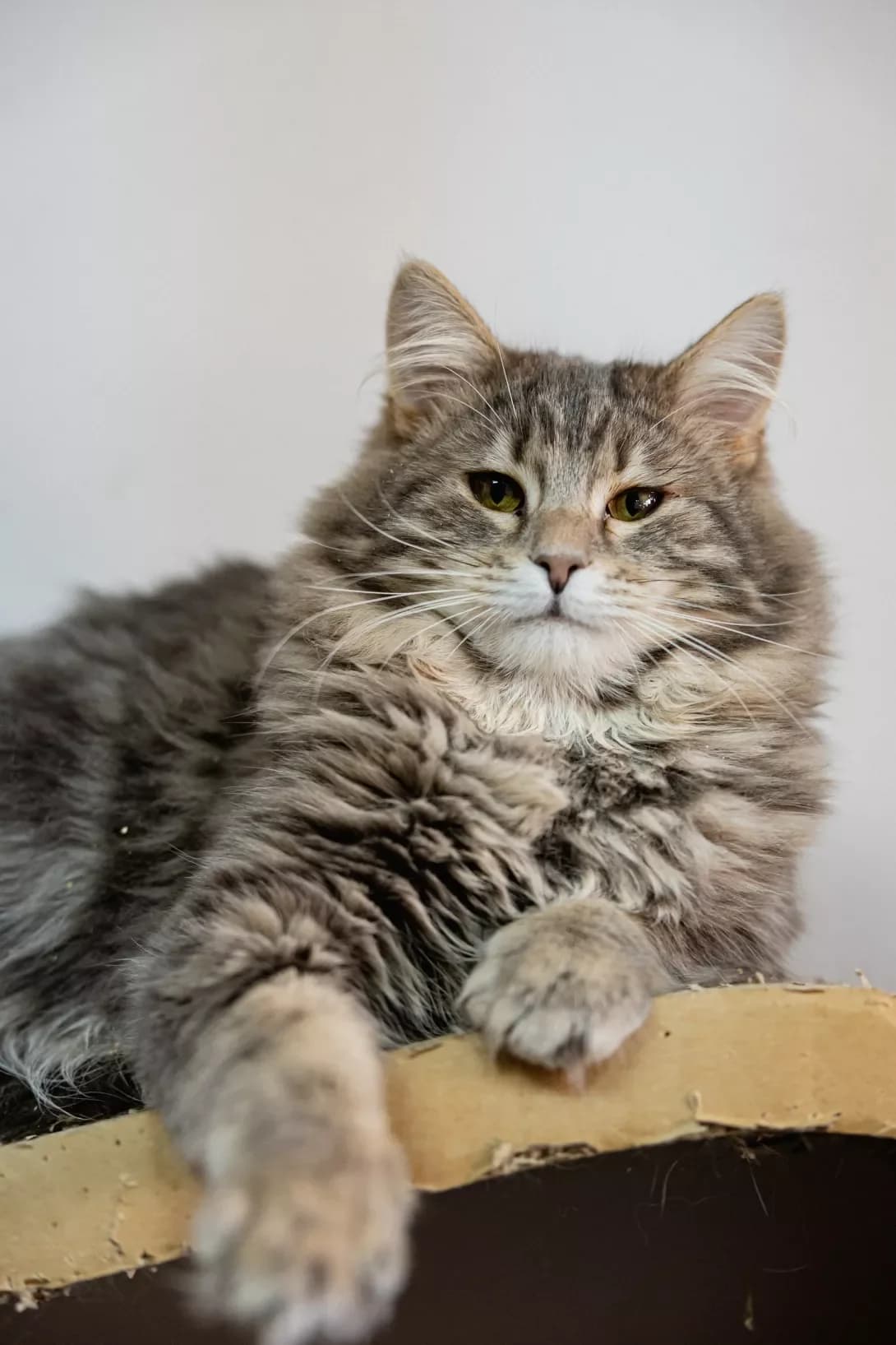 Khamon (Хамон), Mixed Breed (Happy Paw Kyiv)
