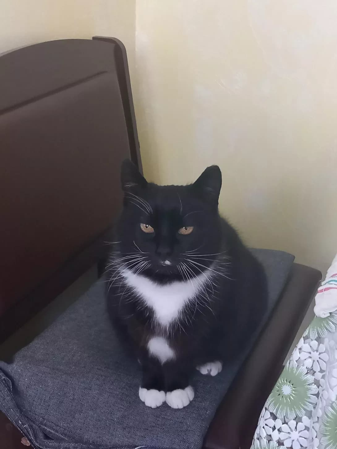 Kitsya (Киця), Mixed Breed (Happy Paw Kyiv)