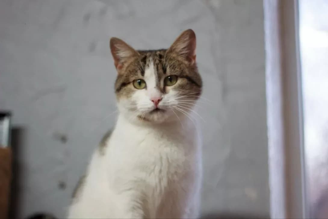 Diva (Діва), Mixed Breed (Happy Paw Kirovohrad)