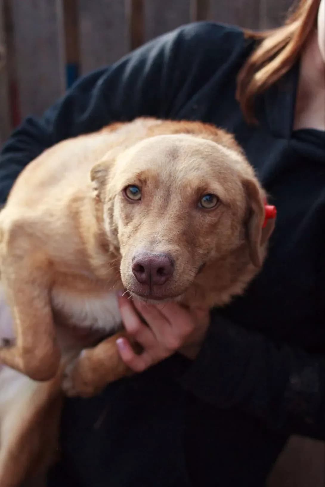 Olivka (Оливка), Mixed Breed (Happy Paw Kirovohrad)