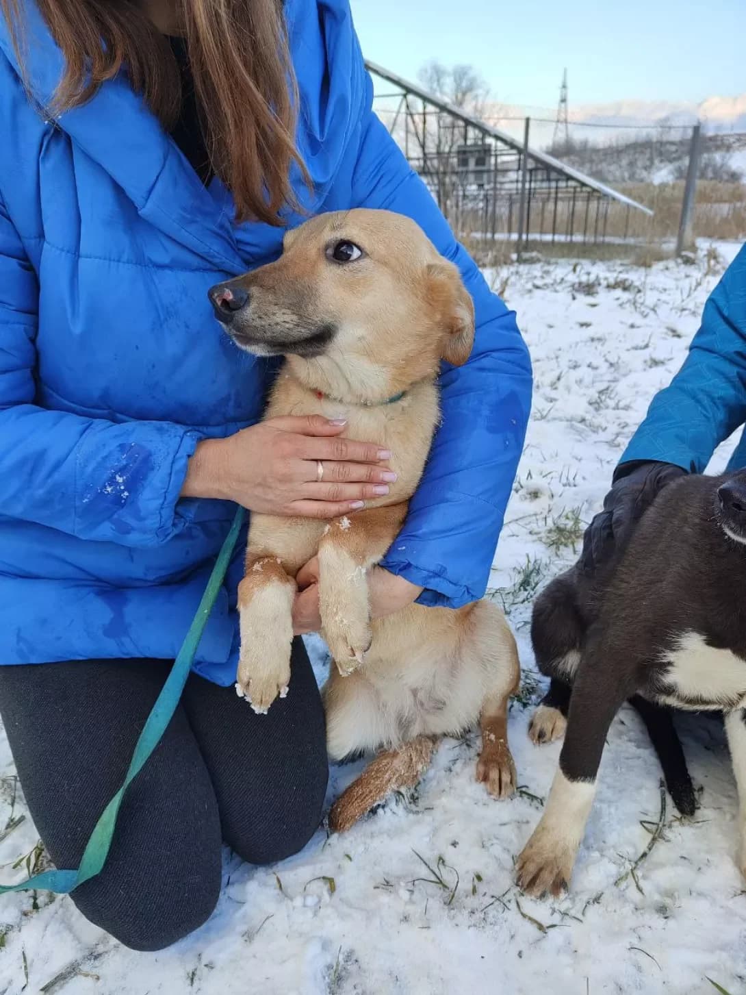 Dada (Дада), Mixed Breed (Happy Paw Kirovohrad)