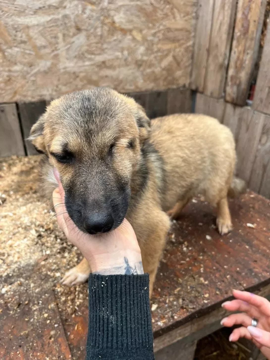 Shoka (Шока), Mixed Breed (Happy Paw Kirovohrad)