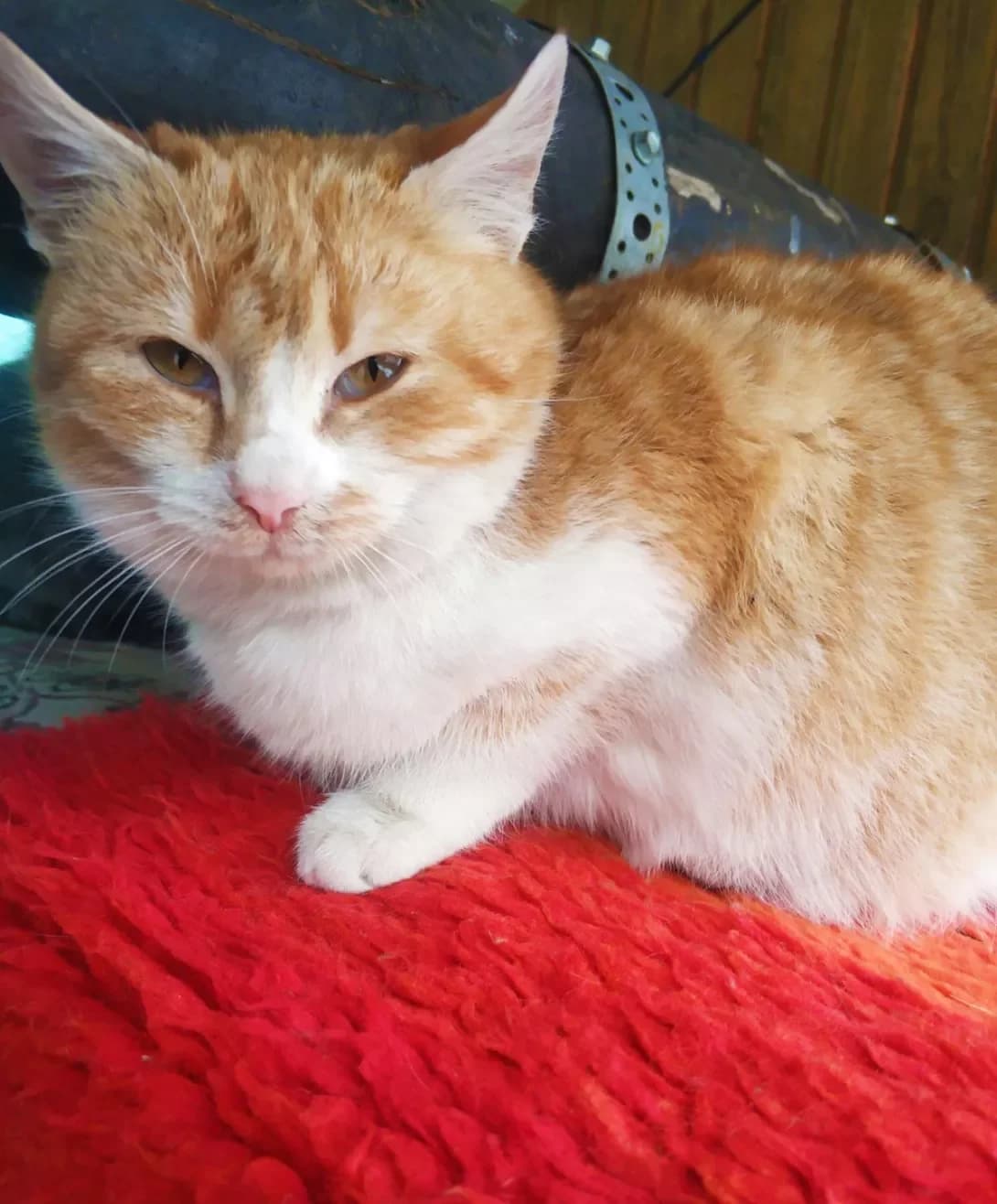 Rizhulya (Рижуля), Mixed Breed (Happy Paw Kyiv)